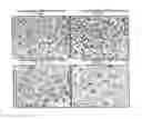 Fig. 04 - METHOD OF IMPROVING LIVER FUNCTION