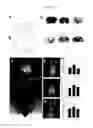 Fig. 02 - Method for modulating insulin-independent glucose transport using teneurin C-terminal associated peptide (TCAP)