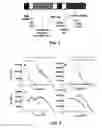 Fig. 02 - Targeted and mutated human-interferon fusion proteins