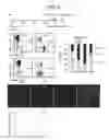 Fig. 07 - Compositions for use in recovering or ameliorating deterioration of physiological functions due to aging