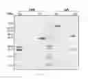 Fig. 07 - Thrombin-binding antibody molecules and uses thereof
