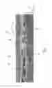 Fig. 06 - Active agent-containing fibrous structure articles
