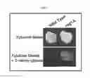 Fig. 08 - Materials and methods for identifying and using yeast strains that metabolize pentose sugars in the presence of D-glucose