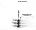 Fig. 09 - PEPTIDES DERIVED FROM KALLIKREIN 4