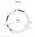 Fig. 03 - Methods and compositions for producing double allele knock outs