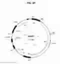 Fig. 04 - Methods and compositions for producing double allele knock outs