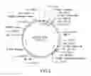 Fig. 03 - Yeast display systems