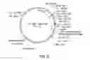 Fig. 07 - Yeast display systems