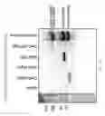Fig. 13 - Genome engineering with Type I CRISPR systems in eukaryotic cells