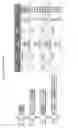 Fig. 29 - Genome engineering with Type I CRISPR systems in eukaryotic cells