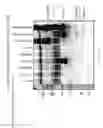 Fig. 42 - Genome engineering with Type I CRISPR systems in eukaryotic cells