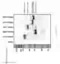 Fig. 72 - Genome engineering with Type I CRISPR systems in eukaryotic cells