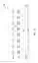 Fig. 16 - Memory array structure having multiple bit lines