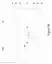 Fig. 18 - Semiconductor device having fins
