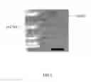 Fig. 06 - Light detector