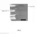 Fig. 06 - Carbon nanotube array