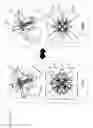 Fig. 11 - Dual-polarized antenna