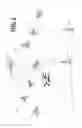 Fig. 02 - Multi-beam phased array for first and second polarized satellite signals