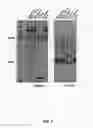 Fig. 03 - ULTRADWARF BERMUDAGRASS CALLED 