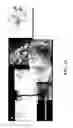 Fig. 06 - COMPOSITIONS AND METHODS FOR TREATING AND DIAGNOSING OCULAR DISORDERS