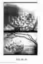 Fig. 08 - COMPOSITIONS AND METHODS FOR TREATING AND DIAGNOSING OCULAR DISORDERS
