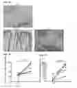 Fig. 08 - IL-34 ANTISENSE OLIGONUCLEOTIDES AND METHODS OF USING SAME