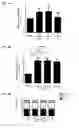 Fig. 09 - IL-34 ANTISENSE OLIGONUCLEOTIDES AND METHODS OF USING SAME