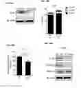 Fig. 11 - IL-34 ANTISENSE OLIGONUCLEOTIDES AND METHODS OF USING SAME