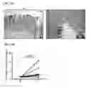 Fig. 12 - IL-34 ANTISENSE OLIGONUCLEOTIDES AND METHODS OF USING SAME