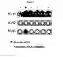 Fig. 03 - PEPTIDES