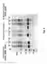 Fig. 06 - MIC-1 compounds and uses thereof