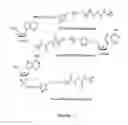 Fig. 04 - Biodegradable polymeric nanoparticle conjugates and use thereof