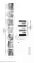 Fig. 06 - Biodegradable polymeric nanoparticle conjugates and use thereof