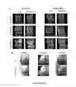 Fig. 08 - Biodegradable polymeric nanoparticle conjugates and use thereof