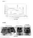 Fig. 06 - Dendrite-reinforced titanium-based metal matrix composites