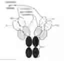 Fig. 01 - Targeted immunotolerance