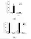 Fig. 02 - CD147 AS RECEPTOR FOR PILUS-MEDIATED ADHESION OF MENINGOCOCCI TO VASCULAR ENDOTHELIA