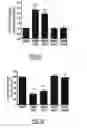 Fig. 06 - CD147 AS RECEPTOR FOR PILUS-MEDIATED ADHESION OF MENINGOCOCCI TO VASCULAR ENDOTHELIA