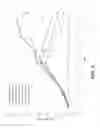 Fig. 06 - Antibodies for IL-17C