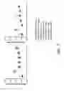 Fig. 08 - Antibodies for IL-17C