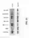 Fig. 22 - ROR1 antibody compositions and related methods