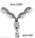 Fig. 01 - NOVEL BISPECIFIC ANTIGEN BINDING MOLECULES CAPABLE OF SPECIFIC BINDING TO CD40 AND TO FAP