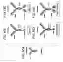 Fig. 35 - NOVEL BISPECIFIC ANTIGEN BINDING MOLECULES CAPABLE OF SPECIFIC BINDING TO CD40 AND TO FAP