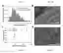 Fig. 04 - Methods for preparation of concentrated graphene compositions and related composite materials