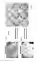 Fig. 04 - Methods for propagating mesenchymal stem cells (MSC) for use in transplantation