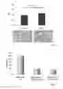 Fig. 07 - Methods for propagating mesenchymal stem cells (MSC) for use in transplantation