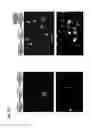 Fig. 10 - Cell populations, methods of transdifferentiation and methods of use thereof