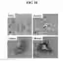 Fig. 12 - Cell populations, methods of transdifferentiation and methods of use thereof