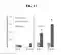Fig. 19 - Cell populations, methods of transdifferentiation and methods of use thereof