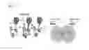 Fig. 16 - Compositions and methods for modulating an immune response
